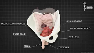 Male pelvic floor muscle - 3D animation