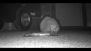 Hedgehog Snack Shack
