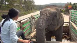 Lucky the Blind Circus Elephant Rescue - ElephantNews