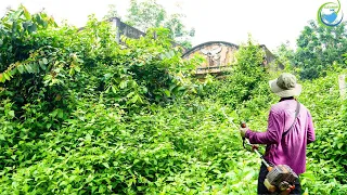 Horror The 43-year abandoned house, house cleaning transforms overgrown grass removing vegetation