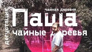 Чайная деревня Паша. Дегустация и Чайные деревья