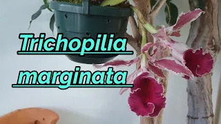 Trichopilia marginata описание и уход.