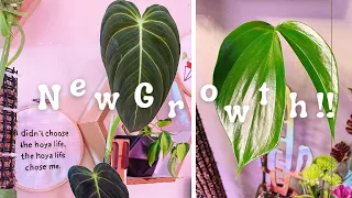 New Growth Update - Plant Updates, Plant Room Updates, & a New Pollinator Garden