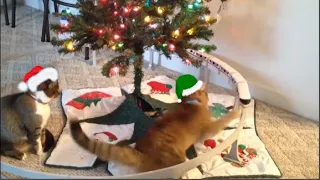 🐱🎄Funniest videos kittens vs cats knocking over Christmas tree 🎄🐱 Funny cat video 🐱