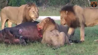 Brutal  Lions Eats The Genital Of Alive Buffalo   Зверские Львы Поедают Гениталии Живых Буйволов