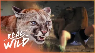 Dangerous Animals Hunt Humans | Human Prey Compilation | Real Wild