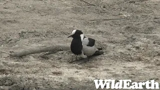 WildEarth - Sunrise  Safari - 15 Oct 2022