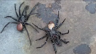 Spooky-looking ‘trapdoor spiders’ spotted around San Diego