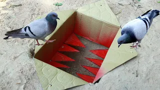 Easy Creative Underground Quick Pigeons Trap Using Paper Box - Easy Bird Trap Working 100%