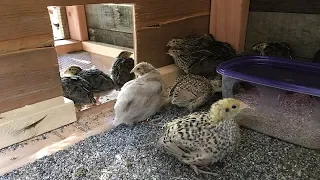 Our DIY Quail Hutch