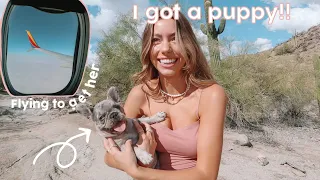 Picking up my OWN frenchie puppy!! *VLOG*