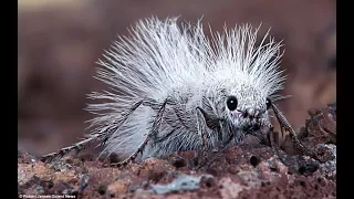 Spektakuläre Ameisen - Kluge Kolonie Insekten | Bedeutung für Medizin, Natur, Küche | Doku 2018 HD