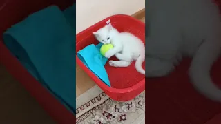 КотЭ разрядился 😱🐱🤯🥰🐈 #shorts