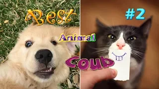 ЛУЧШИЕ ПРИКОЛЫ | Best coub animal #2 | Смешная подборка приколов про животных