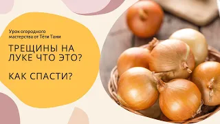 595. А сколько рубашек у лука? И зачем их снимать?