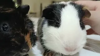 Guinea pig 🐷 Touch Touch