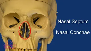 Bone - Skull - Bones of the Nasal Cavity