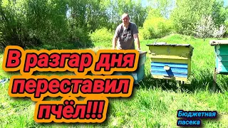 Что будет если переставить пчёл днём?