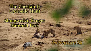 The Cheetah & Crocodile Hunt - Shingwedzi, Kruger National Park - (Stills only)