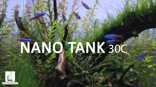 PLANTED TANK 1 | NANO 30C | #plantedcreek  #aquascaping