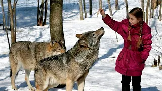 Dziewczynka zaczęła dokarmiać w lesie dzikie wilki. Po czasie gorzko pożałowała tego co zrobiła