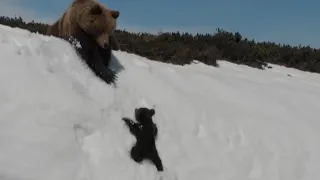 Determined Baby Bear Climbs Steep Mountain to Reunite With Mama