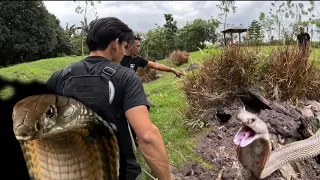 KING COBRA  AT TATLONG COBRA