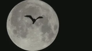 Bats flying across the moon