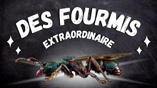 J'ai totalement craqué ( grosse dépense ) j'ai acheté une colonie de fourmis totalement dingue !