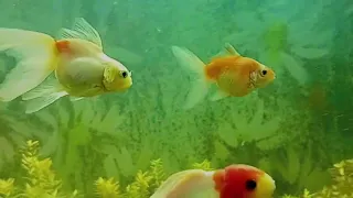 Goldfish Жемчужинки и Оранды(новички)