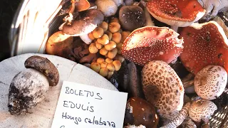 Mushrooms. Types, edible species and mycology notes with specialists | Documentary film