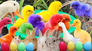 Catch Cute Chickens, Colorful Chickens, Rabbits, Cat, Goose, Duck, Betta Fish, Koi, Animal Cute #38