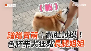 蹭蹭賣萌＋翻肚討摸！色胚柴犬狂黏長腿姐姐｜寵物｜狗｜柴柴｜不可以色色｜精選影片