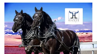 Unleashing Power of Percheron Draft Horses Phenomenal Work Horses  Stonewall & Lee "The Dynamic Duo