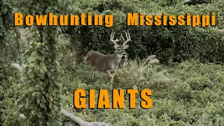 Bowhunting GIANT bucks on the Mississippi River