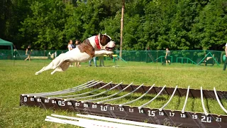 AST Tcenniy Prize Esclusivo. Dog show "Jump'n'Gym 2023"