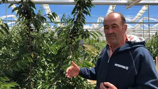 Discussion of cherries under an automated retractable orchard cover, Reid Fruits, Jan 9, 2019