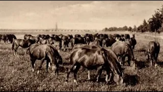 2. Trakehner Kamingespräch - Trakehnens legendäre Stutenherden