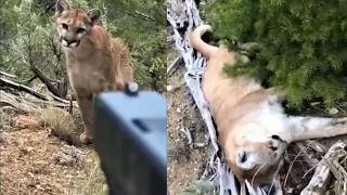 Man Who Came Face To Face With a Mountain Lion Sh00ts it in The Face With a Glock