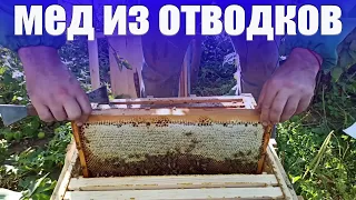 Отбор меда из отводков пчел на пасеке. Когда и чем обработать пчел от клеща Варроа