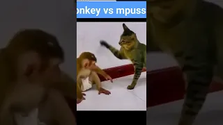 Monkey vs Cat...🙄😳😱 #shorts #shortvideo #short