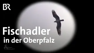 Nachwuchs erhofft: Fischadler im Oberpfälzer Wald | Schwaben & Altbayern | BR