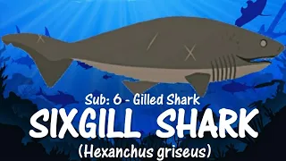 Casting Away Catches #1: Sixgill Shark | The Six-Gilled Shark of the Deep Dark Ocean