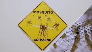 The U.S. military versus the mosquito