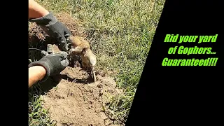 Guaranteed easy way to get rid of gophers from damaging your yard.Gopher trapping techniques