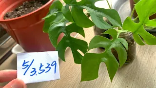 植栽539 | 5月3日(五)姬龜被需定期補水放上觀葉植物肥料！