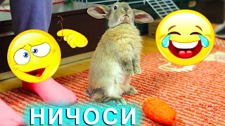 КРОЛИК СОШЕЛ С УМА? ЭЛЬЗА ИГРАЕТ БЕСИТСЯ - МАМА ПЛАЧЕТ | Elli Di Pets