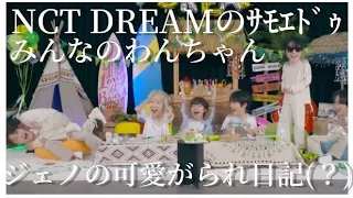 みんなに可愛がられてる(？) サモエド ジェノ 【NCT DREAM/ジェノ/日本語】