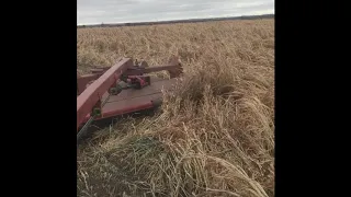 Mowing Sudan Grass