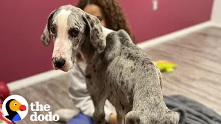 Emaciated Great Dane Grows Up Into Biggest Boy | The Dodo